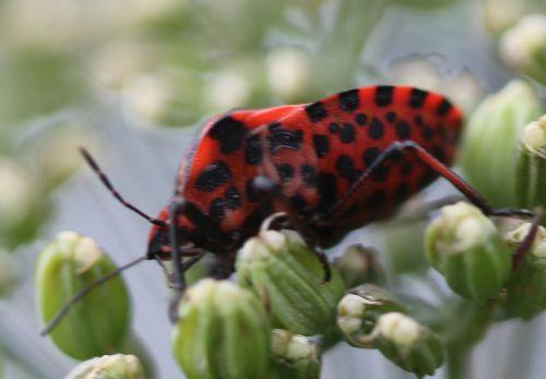 graphosoma 5 paris 23 juin 2012 291.jpg