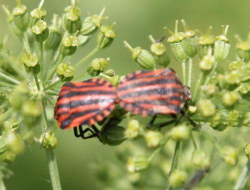 graphosoma 7 près 28 mai 2011 023.jpg