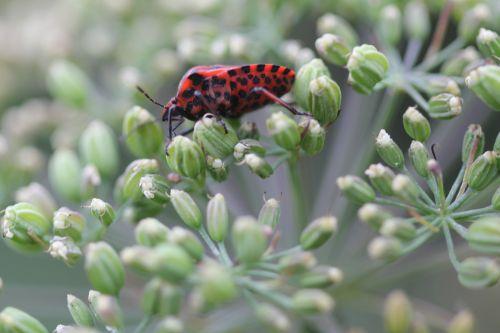 graphosoma 3 paris 23 juin 2012 273.jpg