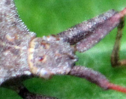 7 coreus tête romi 16 mai 2011 017.jpg