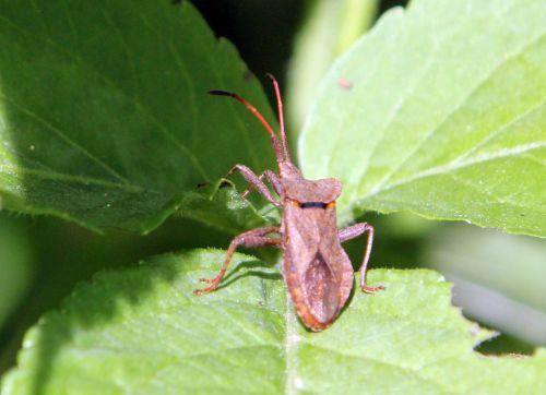 4 coreus romi 30 mai 2012 062.jpg