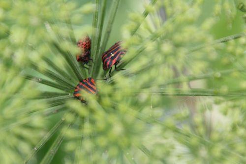 graphosoma 6 romi 16 mai 2011 049.jpg