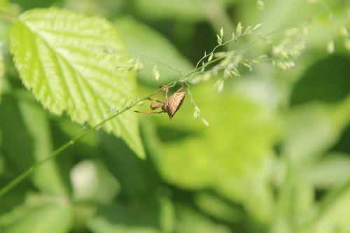 1 coreus romi 30 mai 2012 056.jpg