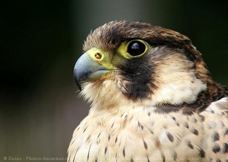 La légende des deux faucons