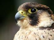 légende deux faucons