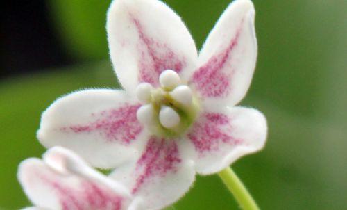 dregea fl paris 23 juin 2012 246.jpg