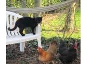 Déco-Jardin deviennent poules poulailler après