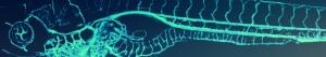 OBÉSITÉ: Le poisson-zèbre nous révèle où vont les graisses – Chemistry & Biology