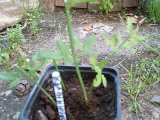 Bouturer le jasmin d'hiver