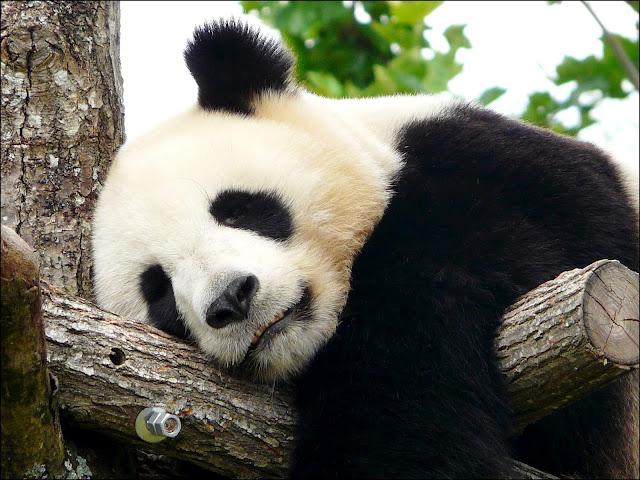 Zoo de Beauval ou la quête des pandas géants !