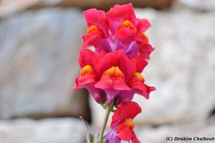 Vous aimez les fleurs? Photo (C) Ibrahim Chalhoub