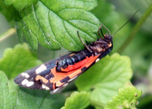 callimorpha dominula romi 3 juil 2012 039 (10).jpg