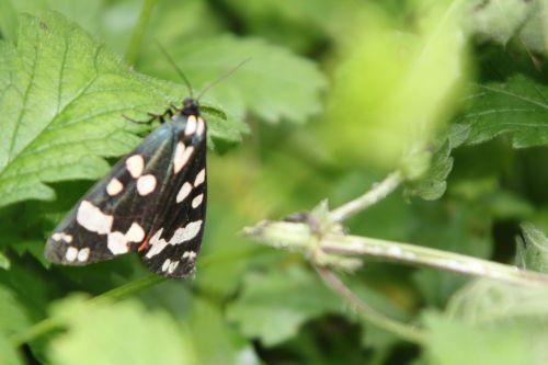 callimorpha dominula romi 3 juil 2012 039 (3).jpg