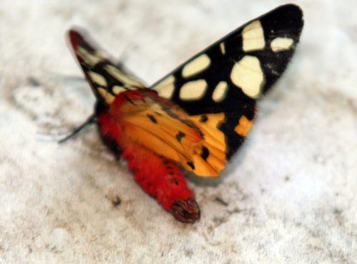 epicallia villica 3 juin 010.jpg