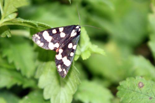 callimorpha dominula romi 3 juil 2012 039 (4).jpg