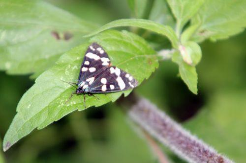 callimorpha dominula romi 3 juil 2012 039.jpg