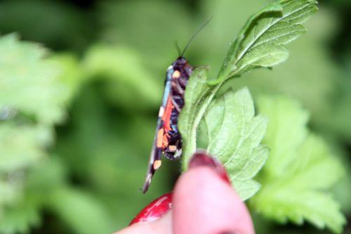callimorpha dominula romi 3 juil 2012 039 (5).jpg