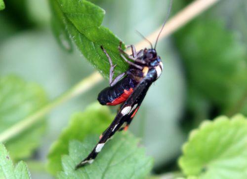 callimorpha dominula romi 3 juil 2012 039 (7).jpg
