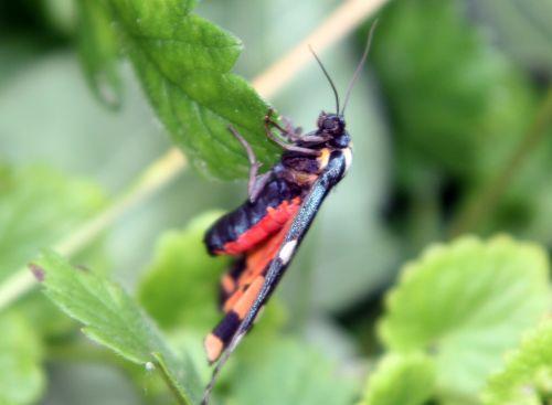 callimorpha dominula romi 3 juil 2012 039 (8).jpg