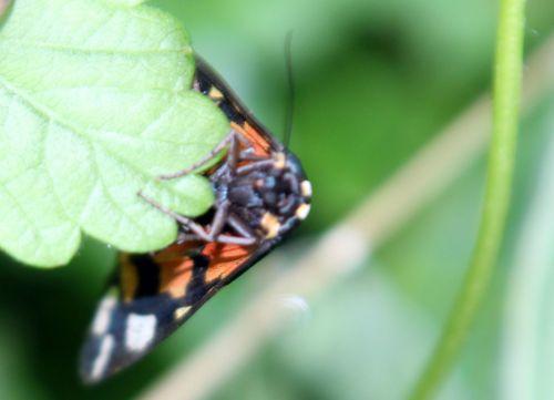 callimorpha dominula romi 3 juil 2012 039 (6).jpg