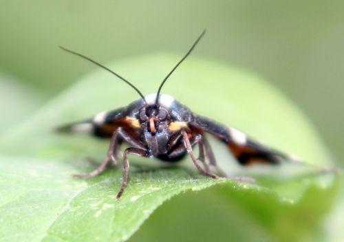 callimorpha dominula romi 3 juil 2012 039 (2).jpg