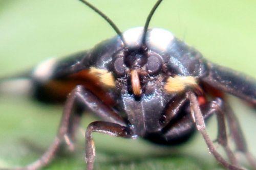 callimorpha dominula tête romi 3 juil 2012 039 (2).jpg