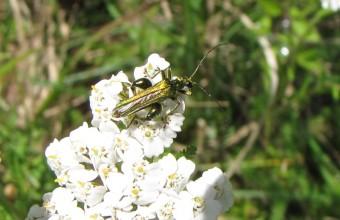 insectes, coléoptères, 