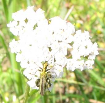 insectes, coléoptères, 