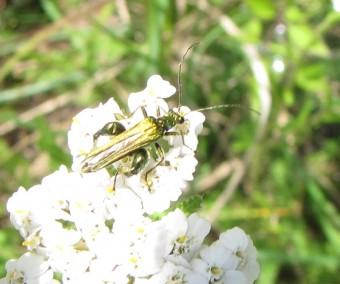 insectes, coléoptères, 