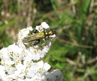insectes, coléoptères, 