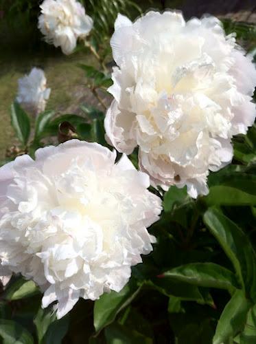 Concours des jardins fleuris