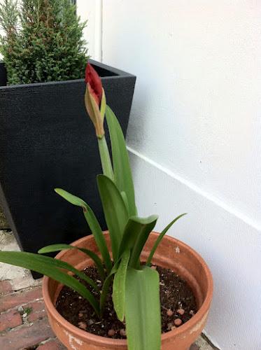 Concours des jardins fleuris