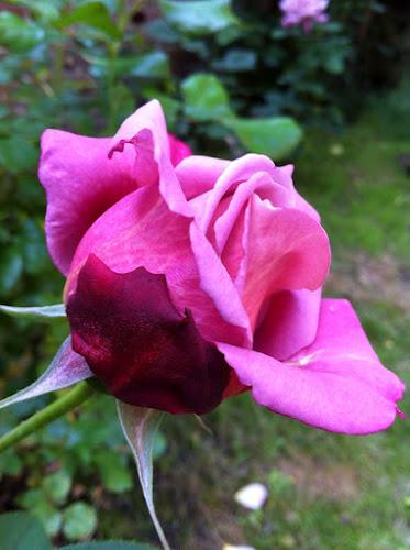 Concours des jardins fleuris