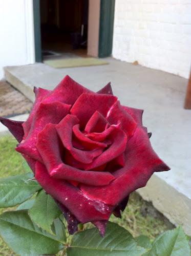 Concours des jardins fleuris