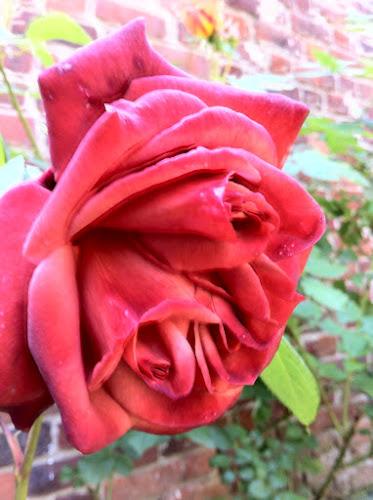 Concours des jardins fleuris