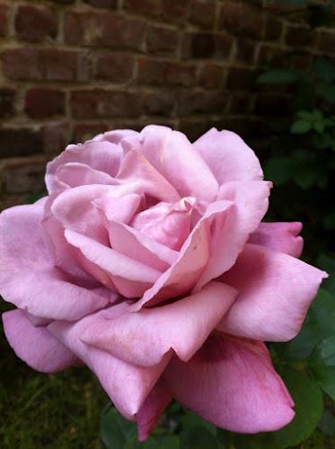 Concours des jardins fleuris