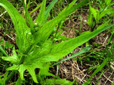 Crepis setosa, Crépis hérissé