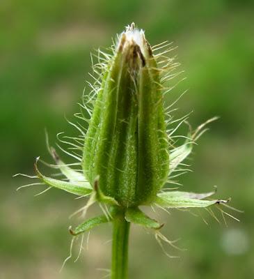 Crepis setosa, Crépis hérissé
