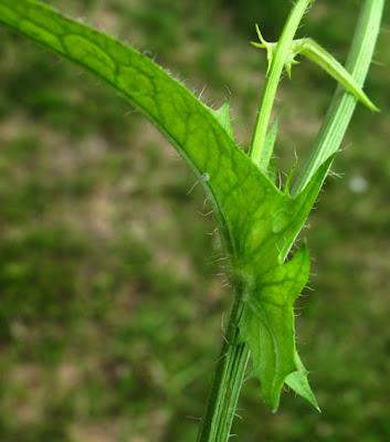 Crepis setosa, Crépis hérissé