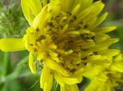 Crepis setosa, Crépis hérissé