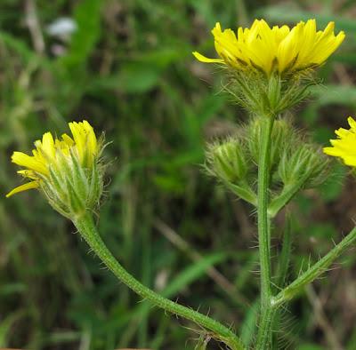Crepis setosa, Crépis hérissé