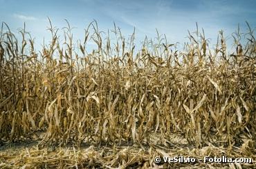 L'agriculture américaine fortement touchée par la sécheresse
