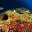 Biodiversité observée dans les fonds sous-marins des Marquises