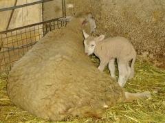 mouton, agneau, brebis, bébé, né