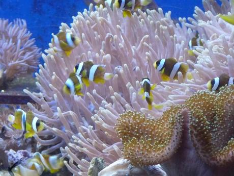 plusieurs jeunes poissons-clowns occupent une anémone de mer en aquarium