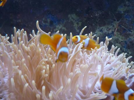 des poissons-clowns dans une grande anémone de mer Heteractis