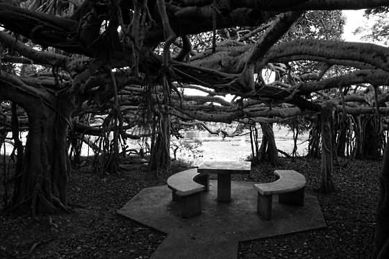 Phimai banyan Tree