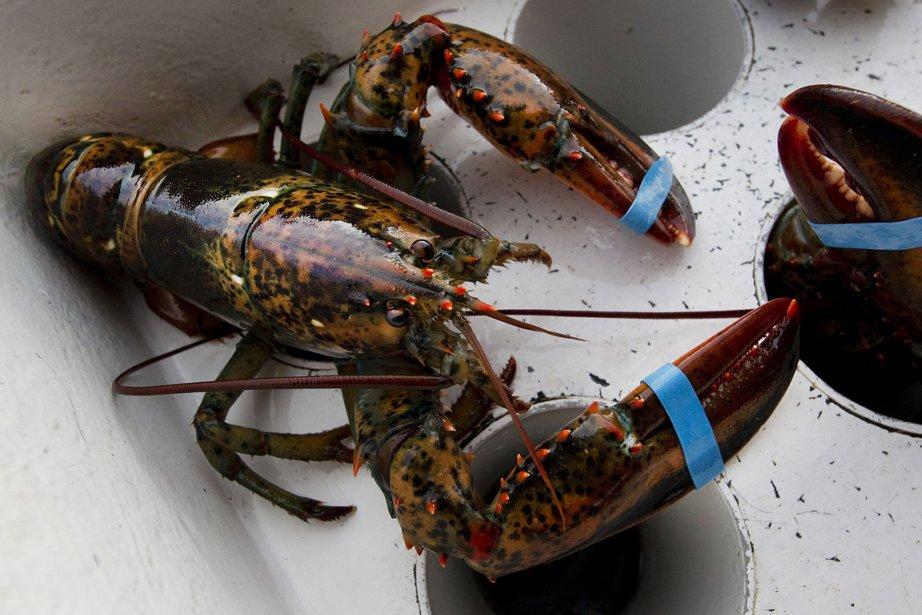 Un couple paie 640 $ pour faire libérer des homards