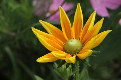 Lunéville, sans queue ni tête
