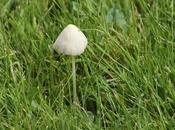 Lunéville, sans queue tête